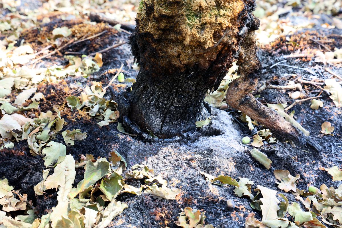 Close-up of a charred tree stump surrounded by ash and scattered dry leaves, black and gray tones, somber mood